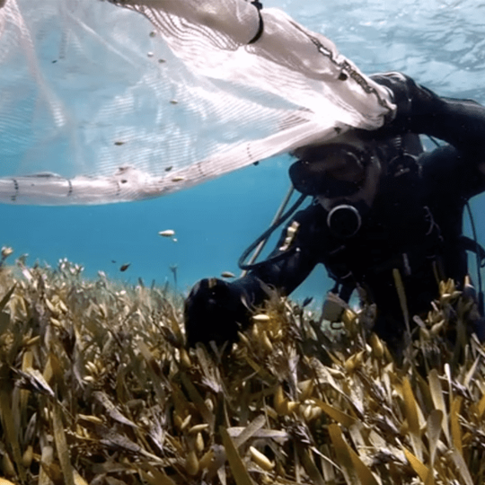 MMA OFFSHORE AND OZFISH ANNOUNCE COLLABORATION FOR SEAGRASS RESTORATION
