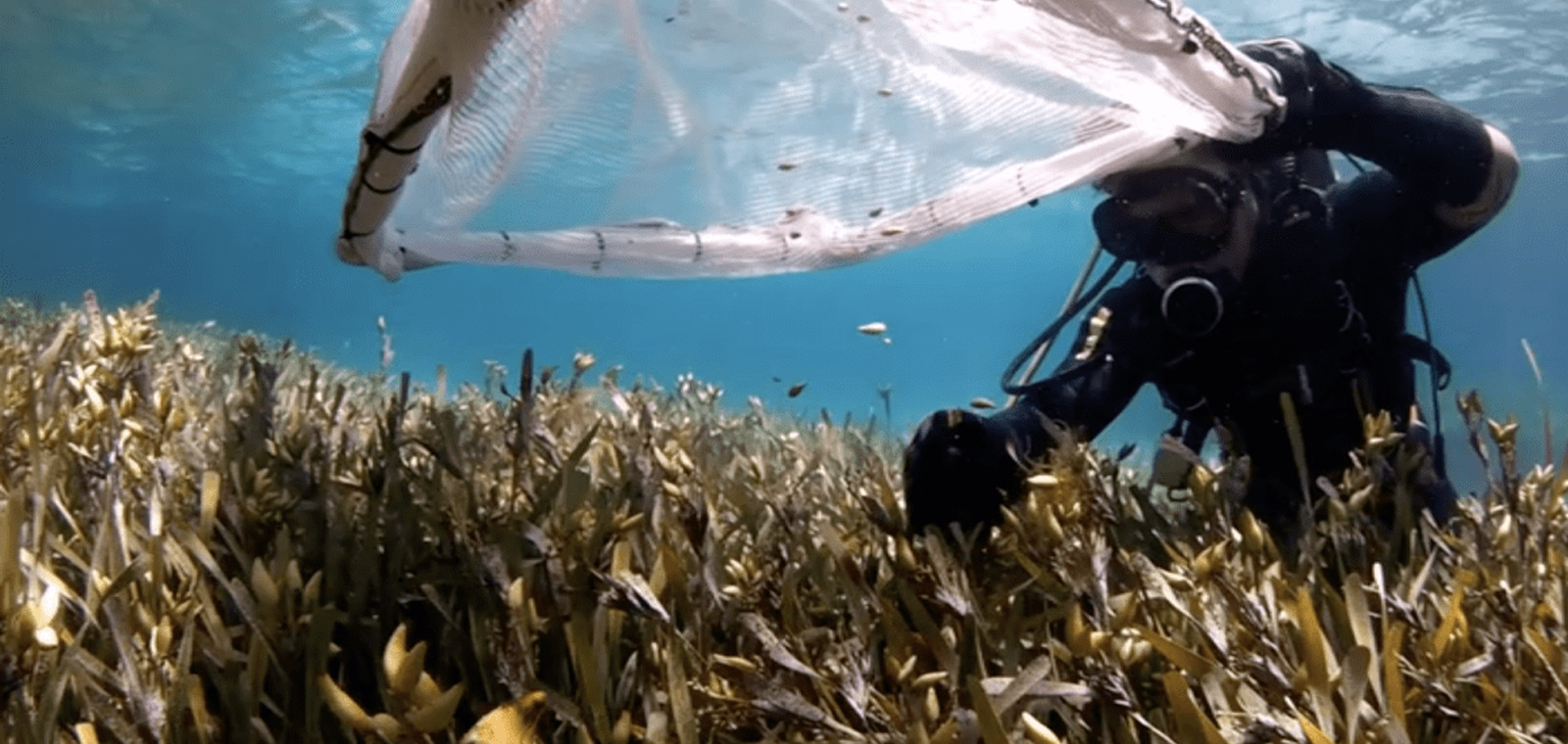 MMA Offshore and OzFish announce collaboration for seagrass restoration