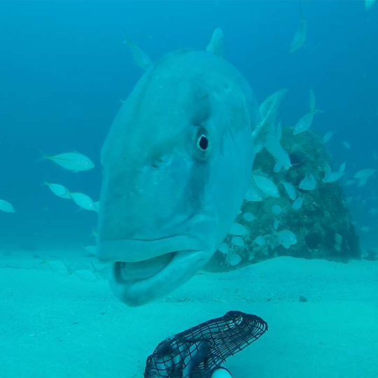 Esperance Nearshore Artificial Reef